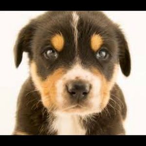 Meet your Posher, Paytpayton